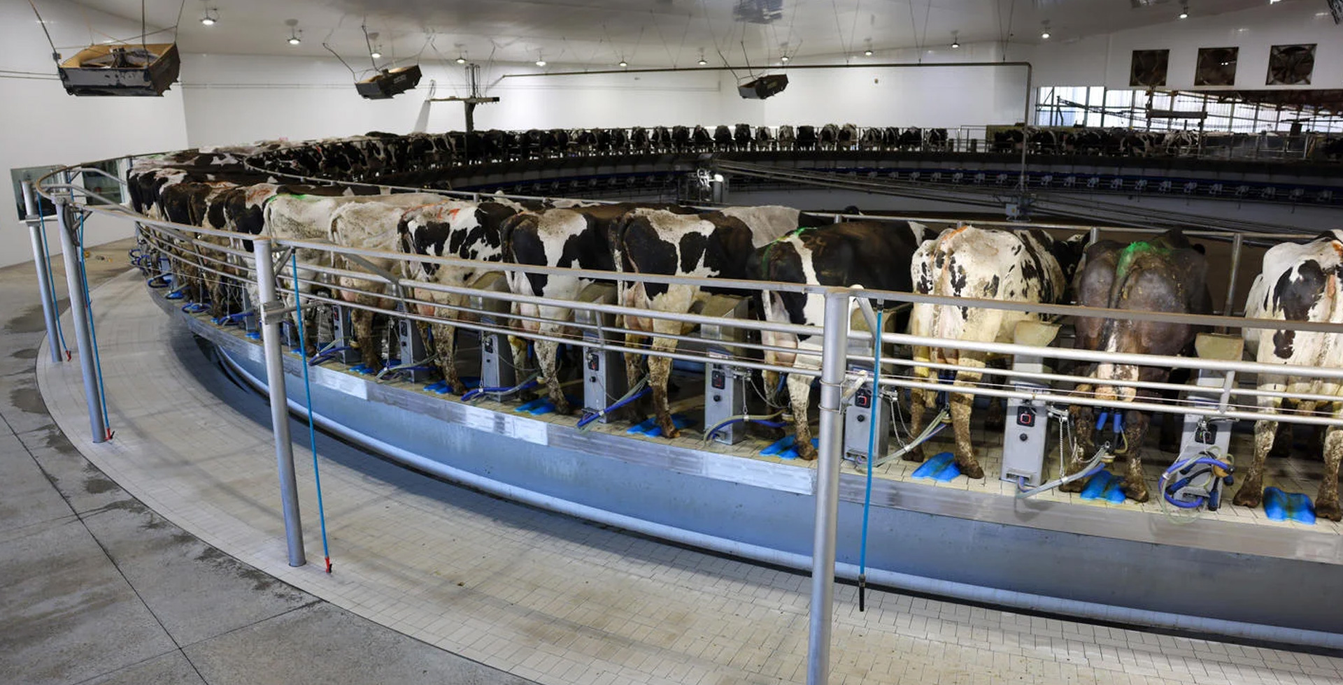 Reccitelli soluciones para tambos